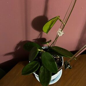 Hoya Vangviengiensis